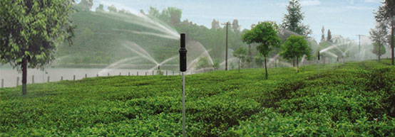 苍松灌溉--云南省农科院茶科所茶园喷灌 