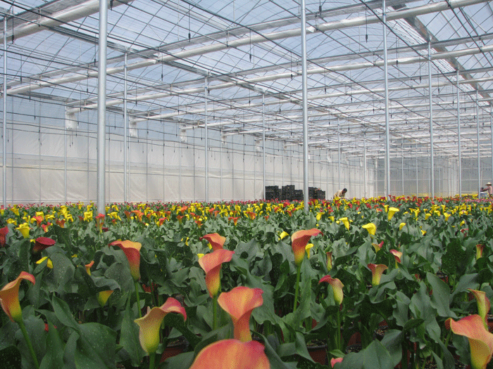 昆明亚欧园艺有限公司--花卉种植基地薄膜温室及灌溉安装工程
