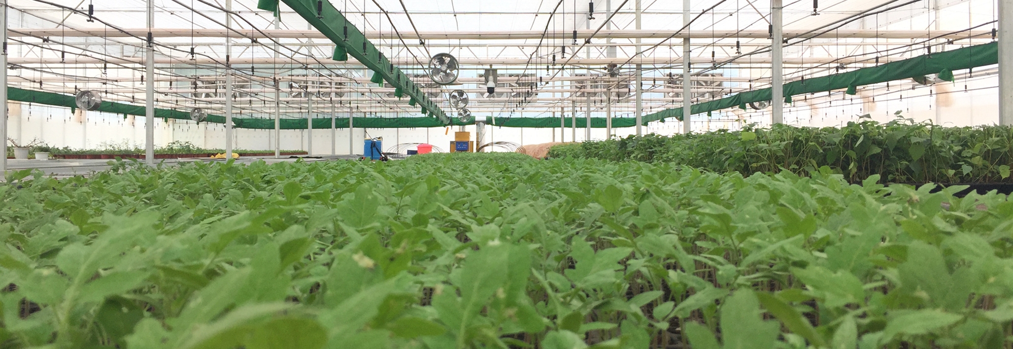 苍松温室--云南农业大学滇台中心--物联网自控薄膜温室及灌溉